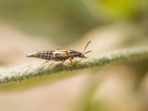 Lordithon sp.
